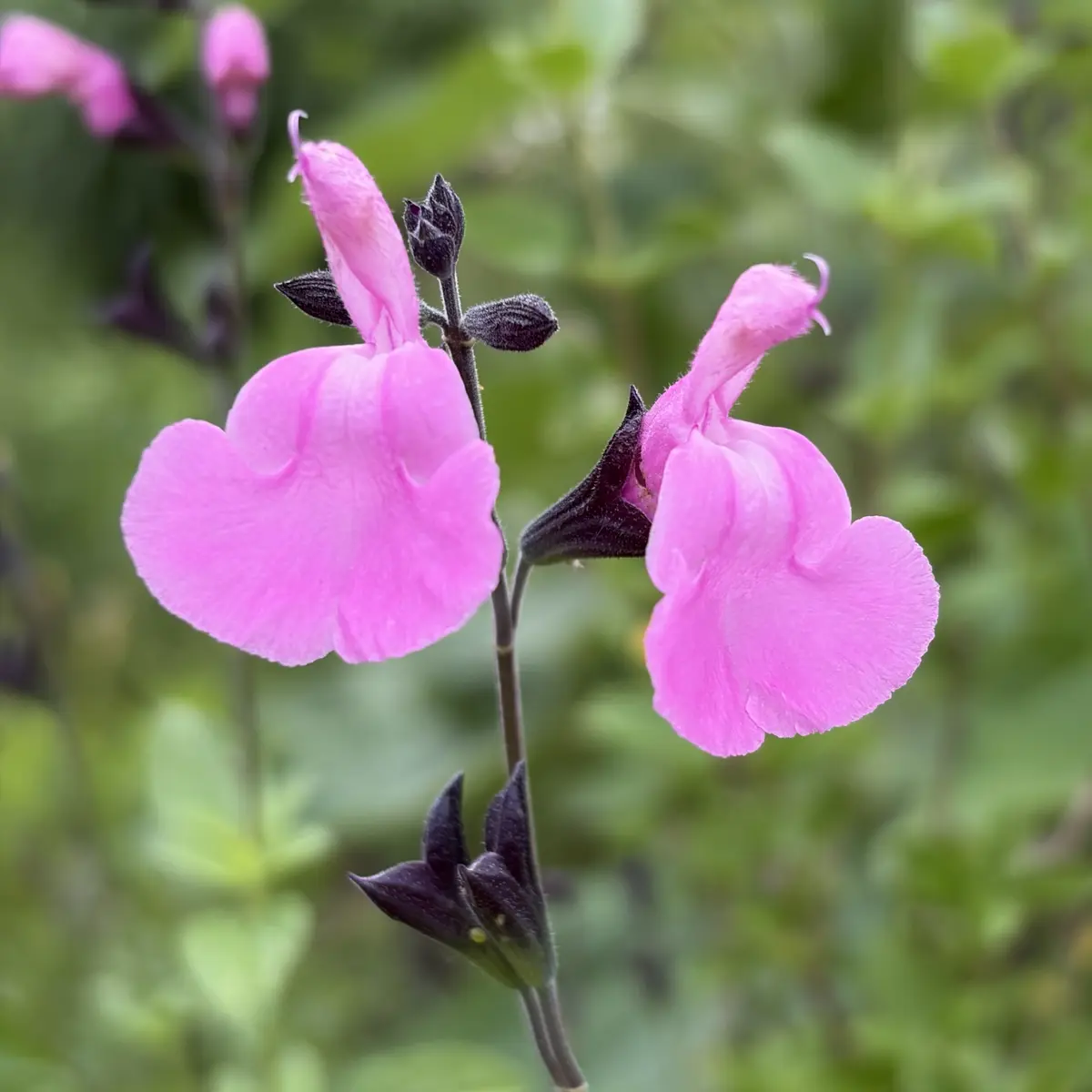 Salvia microphylla ‘No Shame’ (Salie), roze bloeiend
