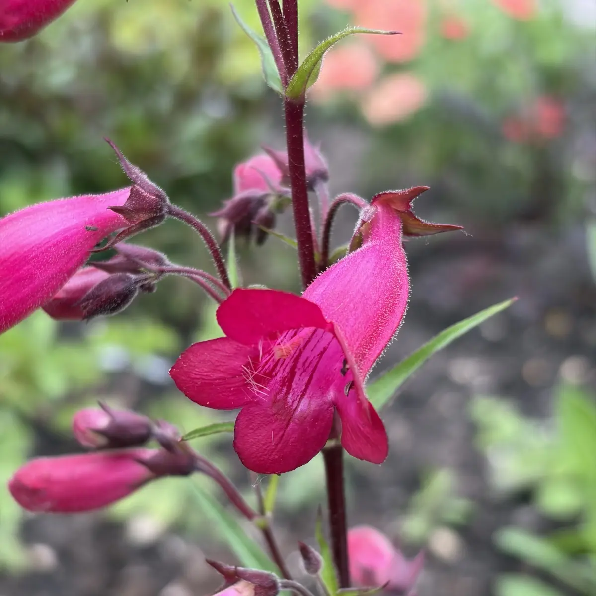 Penstemon ‘Garnet’ (Slangenkop), roodpaars bloeiend