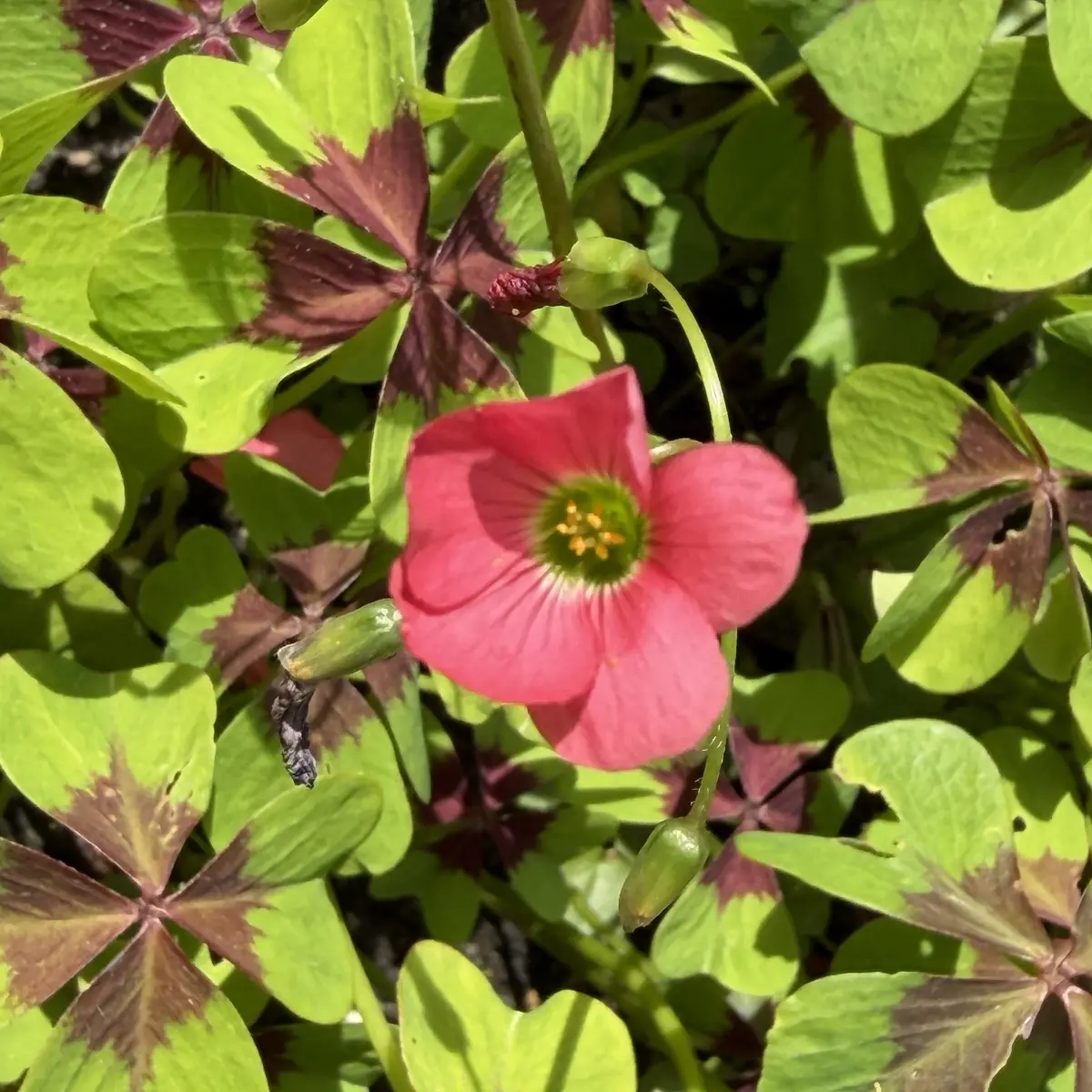 Oxalis tetraphylla (Klaverzuring), rood bloeiend