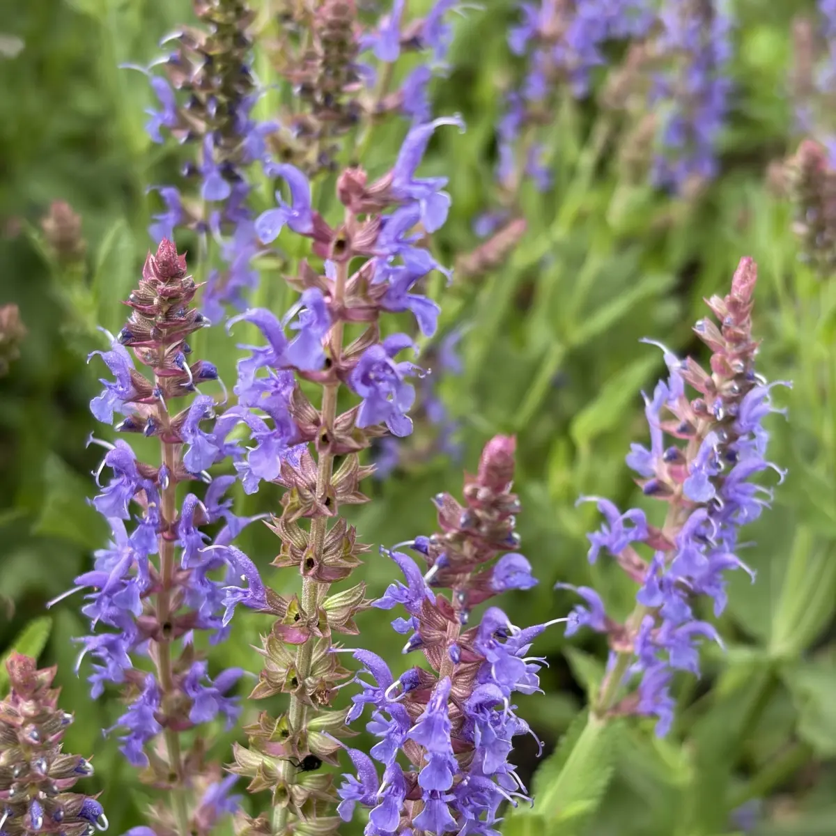 Salvia nemorosa ‘Blauhügel’ (Salie), blauw bloeiend