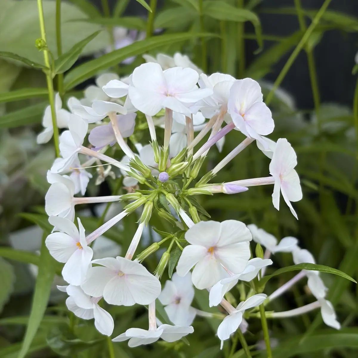 Phlox paniculata 'Fashionably Early Lavender Ice' (Vlambloem), lichtblauw bloeiend