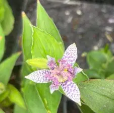 Tricyrtis formosana ‘Dark Form’ (Paddenlelie, arme luis orchidee), lila gevlekt bloeiend