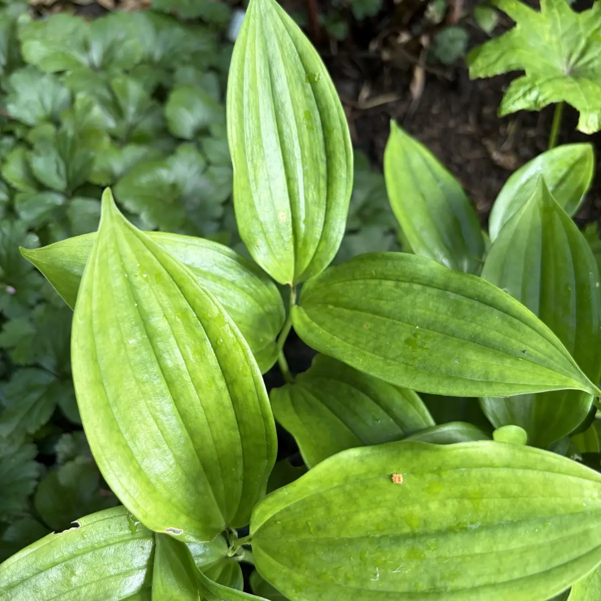 Disporopsis fuscopicta (Disporopsis), wit bloeiend