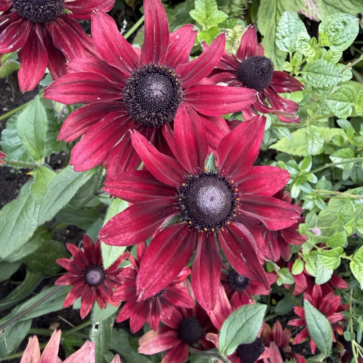 Rudbeckia hirta ‘Sahara’, bruinrood bloeiend