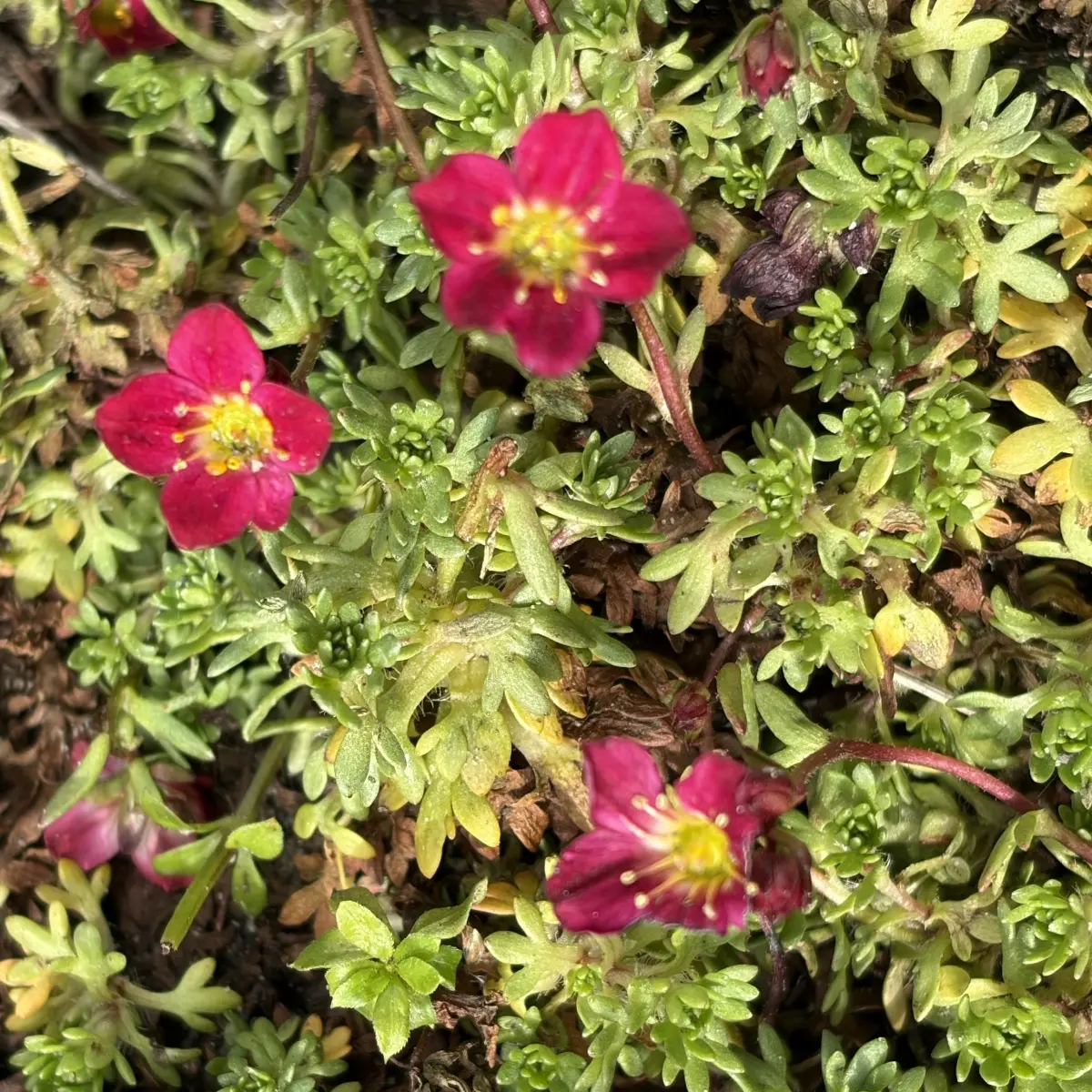 Saxifraga arendsii ‘Peter Pan’ (Steenbreek), rood bloeiend