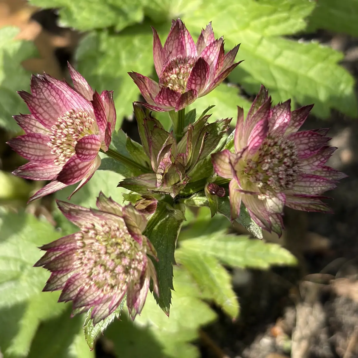 Astrantia major ‘April Love’ (Zeeuws knoopje), zacht roze bloeiend
