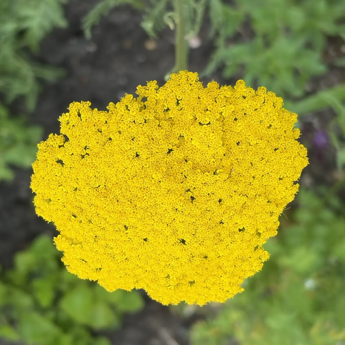 Achillea ‘Moonshine’ (Duizendblad), lichtgeel bloeiend