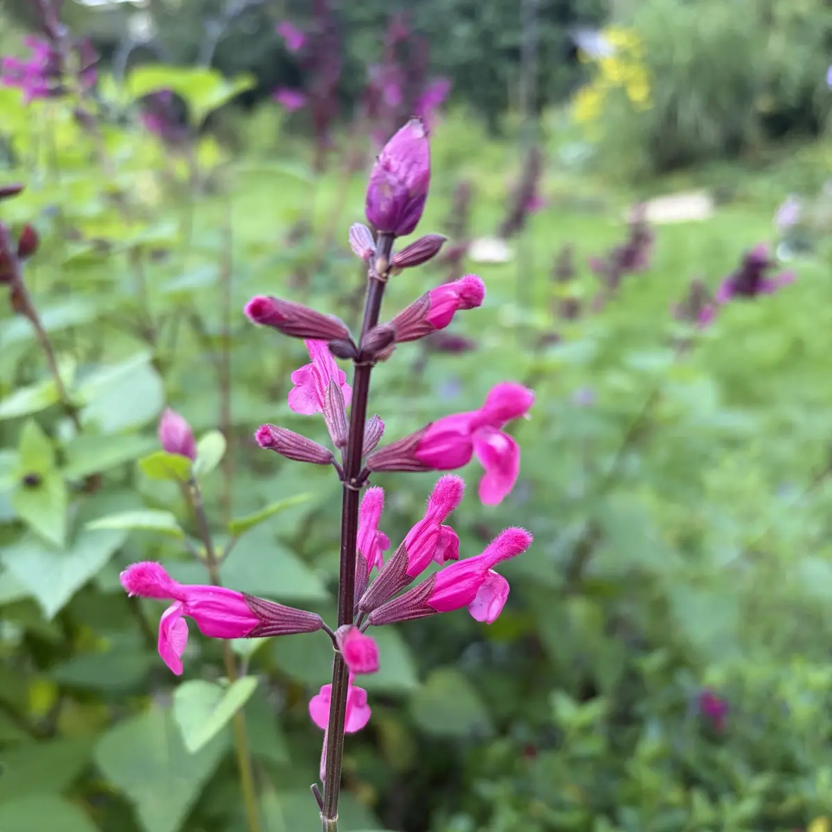 Salvia involucrata ‘Mulberry Jam’ (Salie), magentaroze bloeiend
