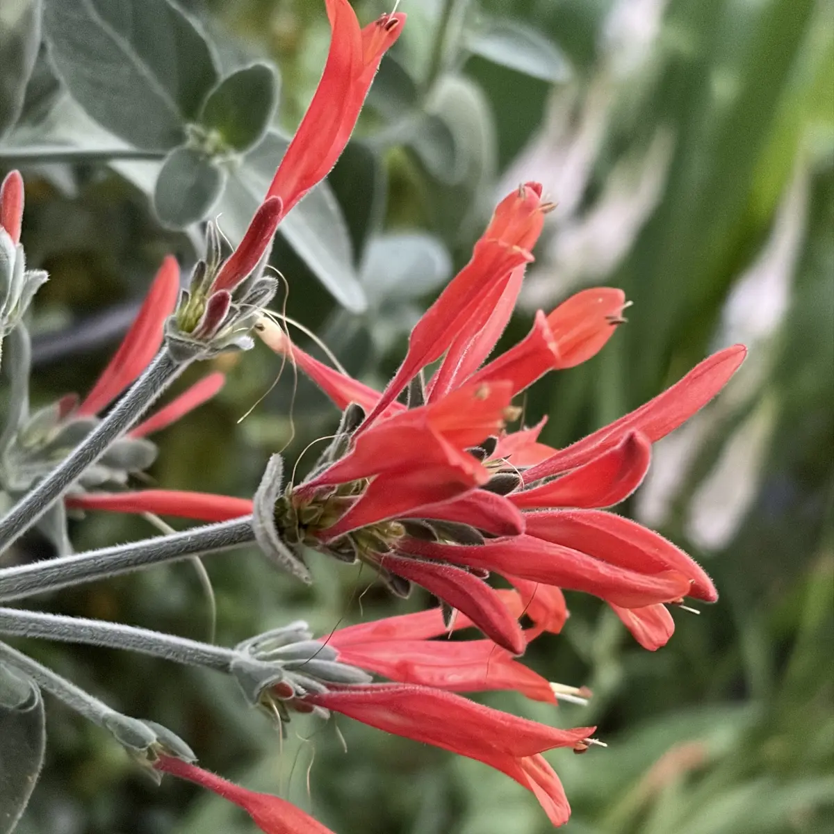 Dicliptera suberecta (Kolibriestruik), oranje bloeiend