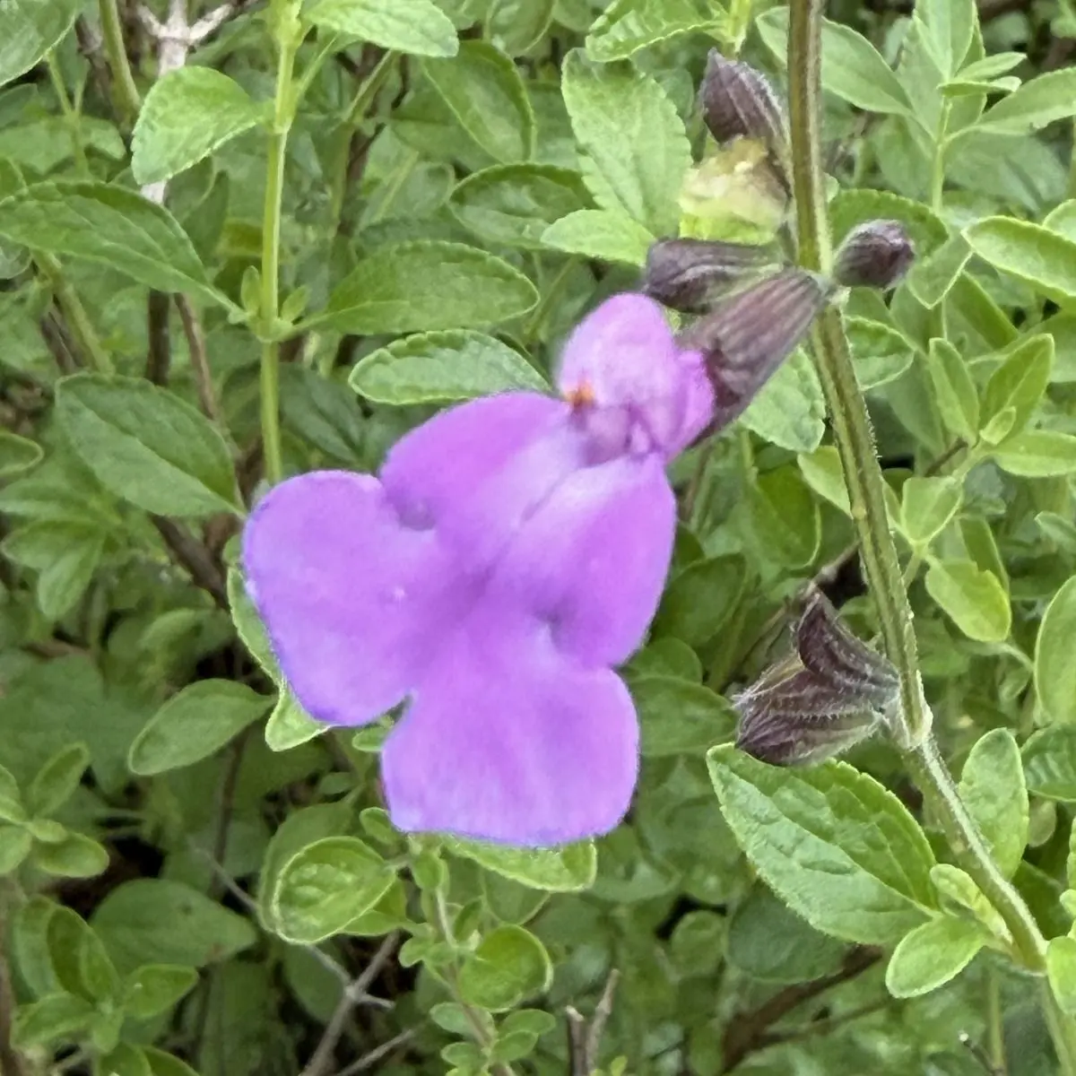 Salvia x jamensis 'Javier' (Salie), paars bloeiend