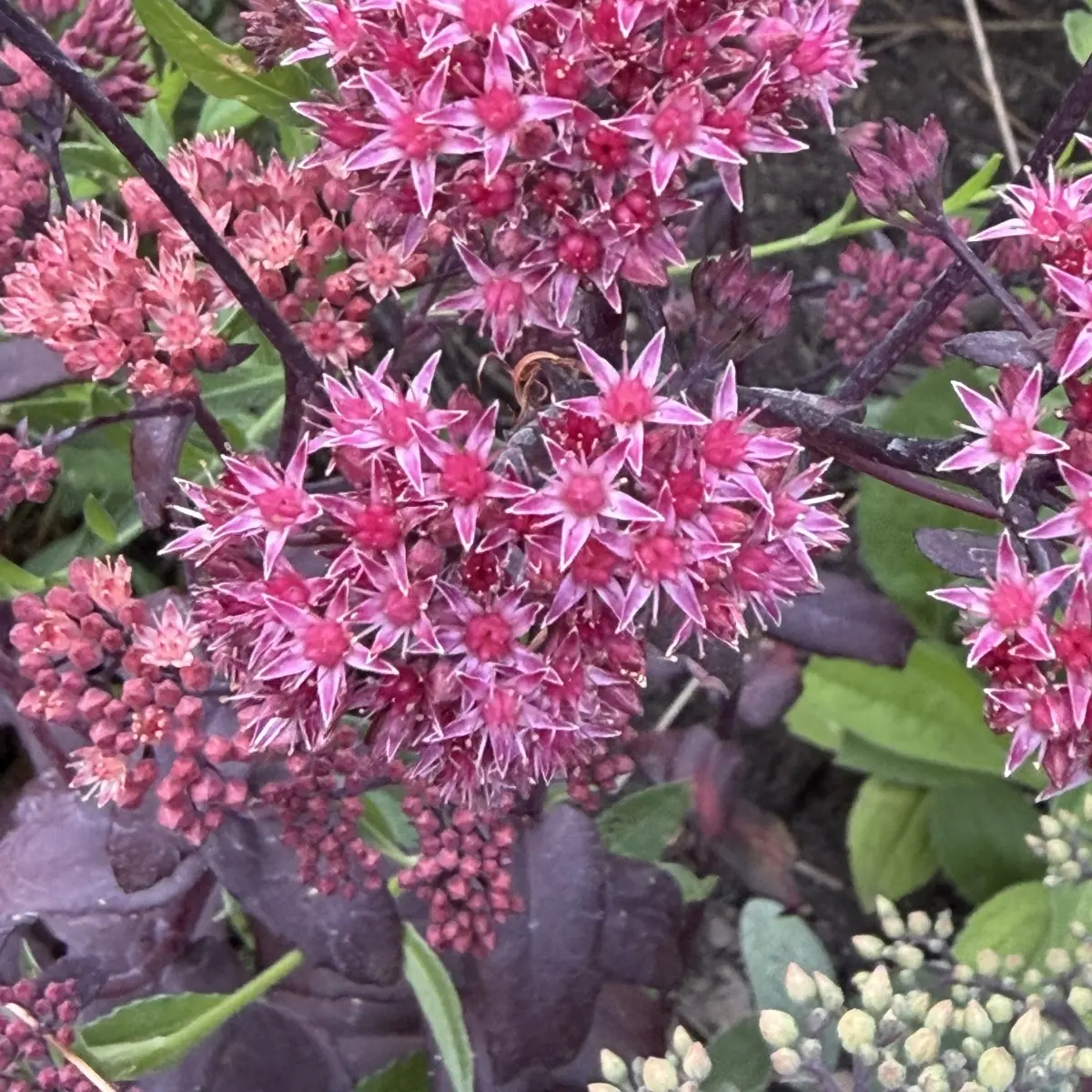 Sedum ‘Xenox’, rozerood bloeiend