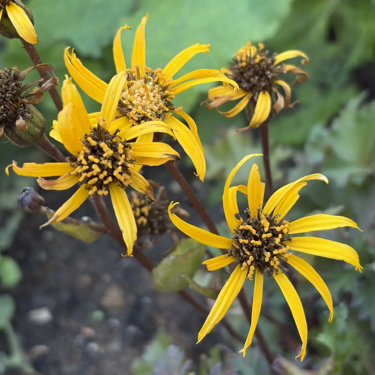 Ligularia dentata ‘Othello’ (Tongkruiskruid), geel oranje bloeiend