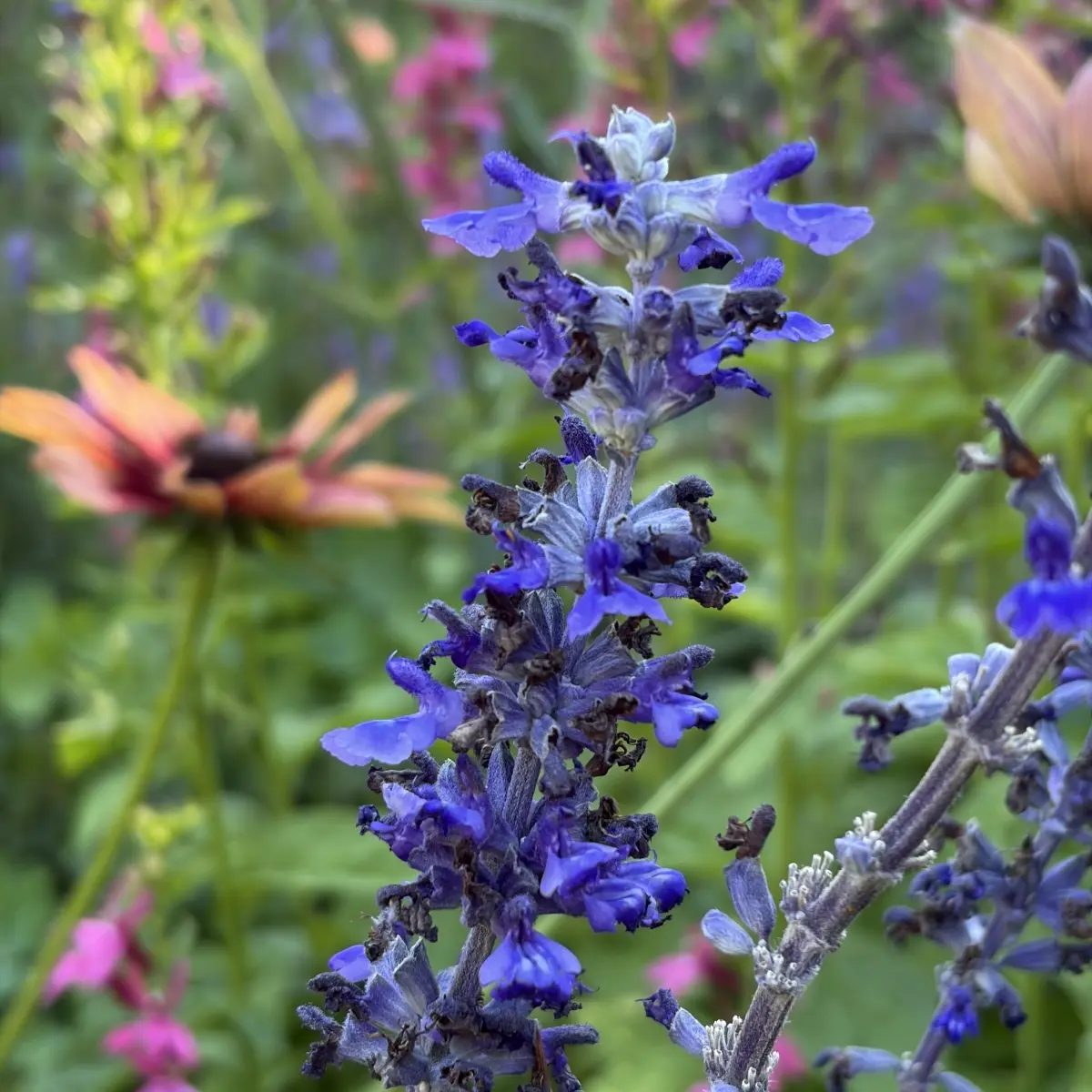 Salvia farinacea x longispicata ‘Mystic Spire’ (Salie), paarsblauw bloeiend