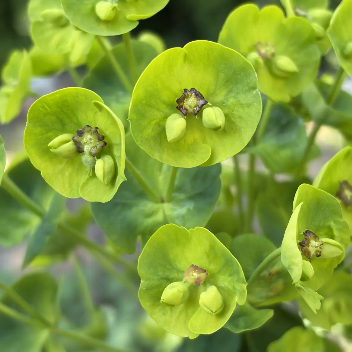 Euphorbia characia wulfenii (Wolfsmelk), geel bloeiend