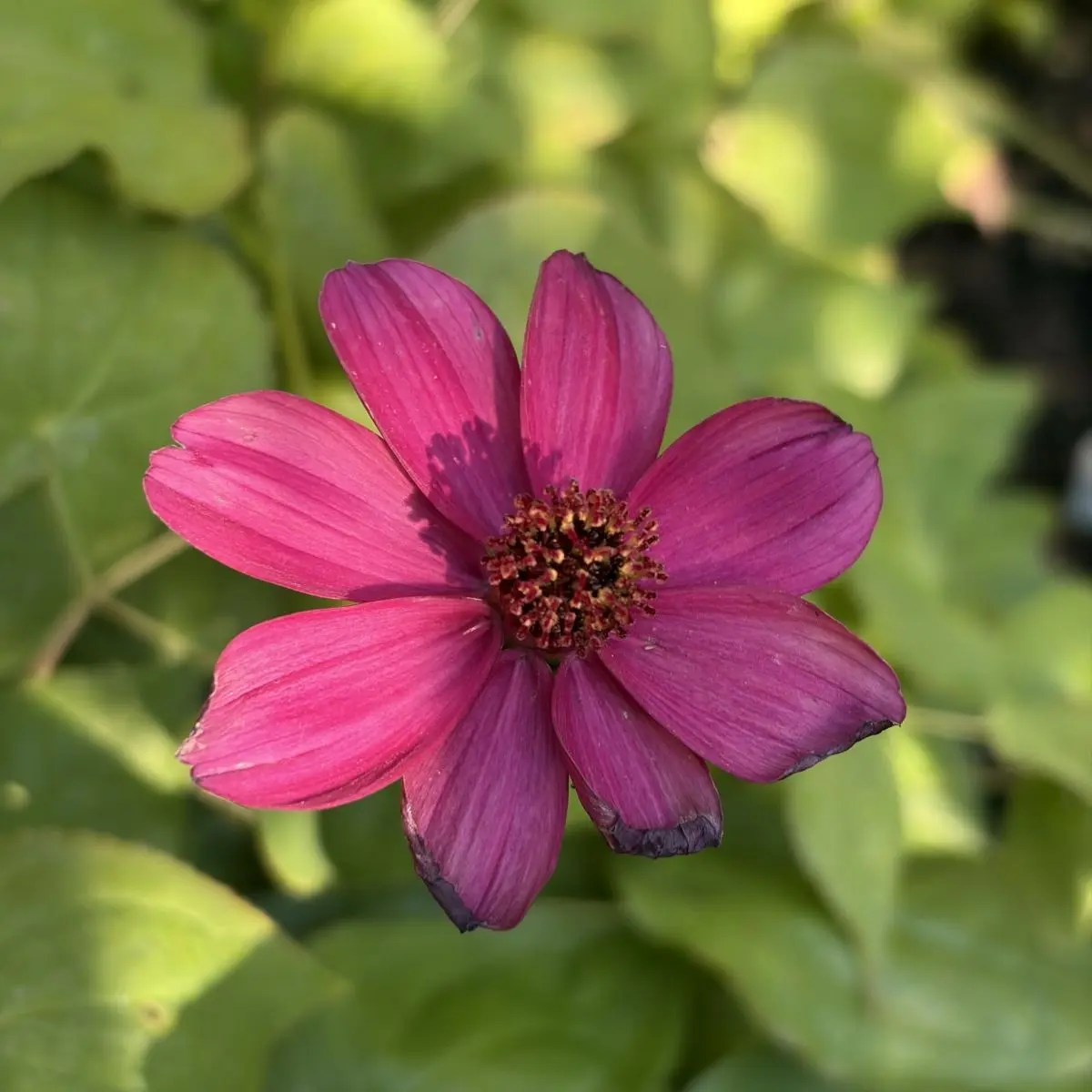 Cosmos atrosanguineus ‘Cherry Chocolate’ (Chocolade Cosmos), rood bloeiend