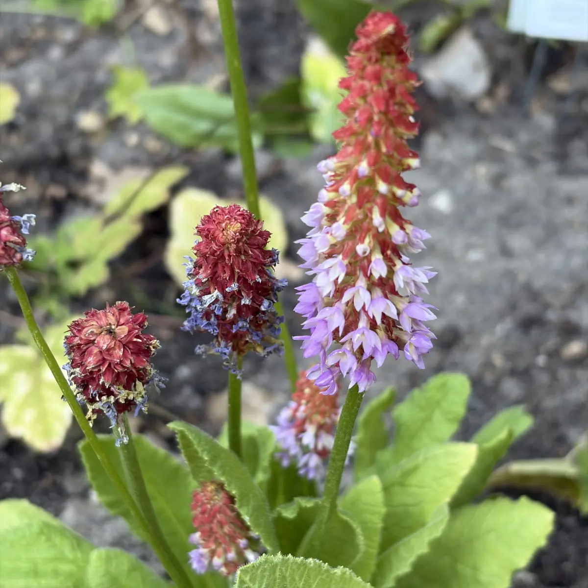Primula ‘Vialii’ (Sleutelbloem), rood violet bloeiend