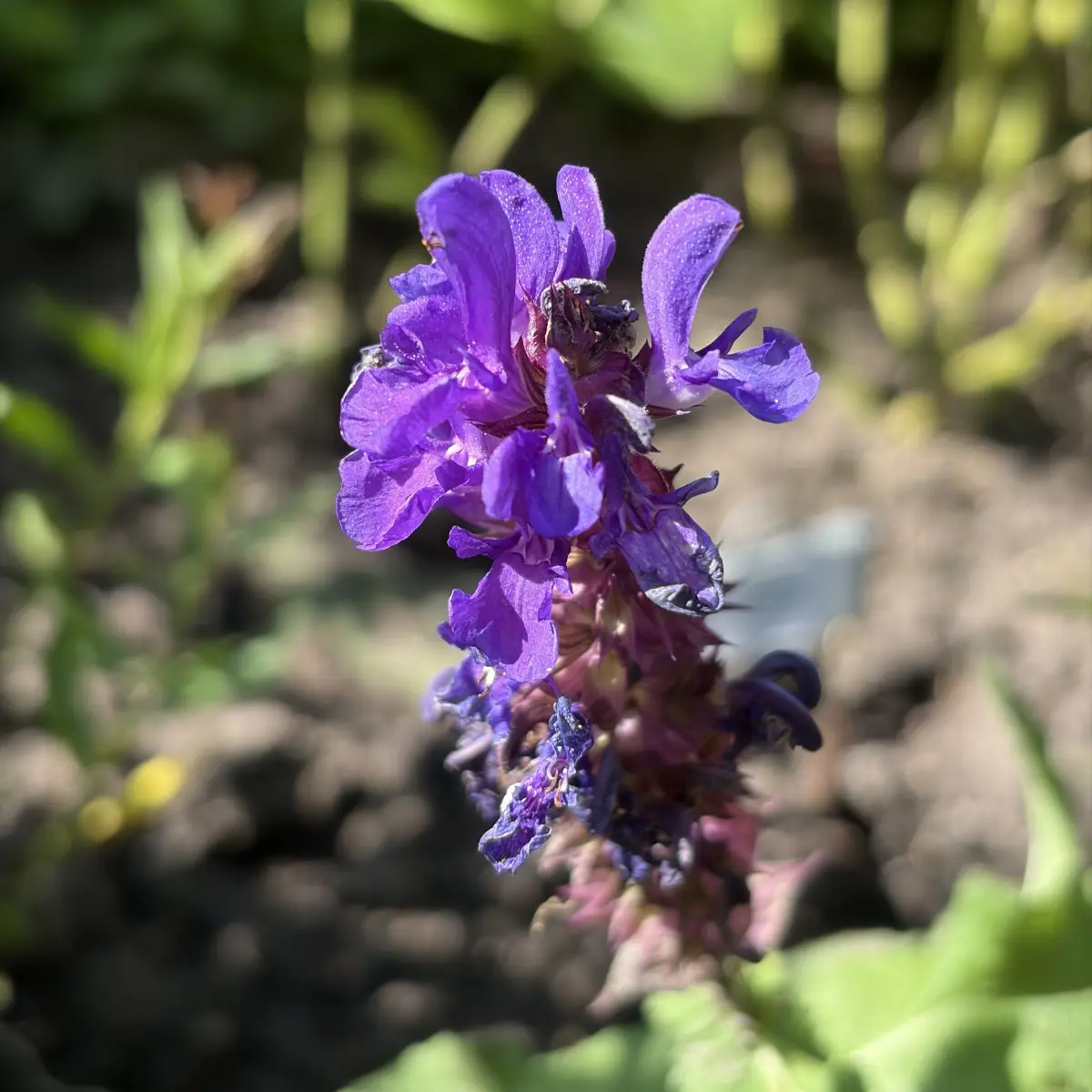 Salvia nemorosa ‘Blue Marvel’ (Salie), paars bloeiend