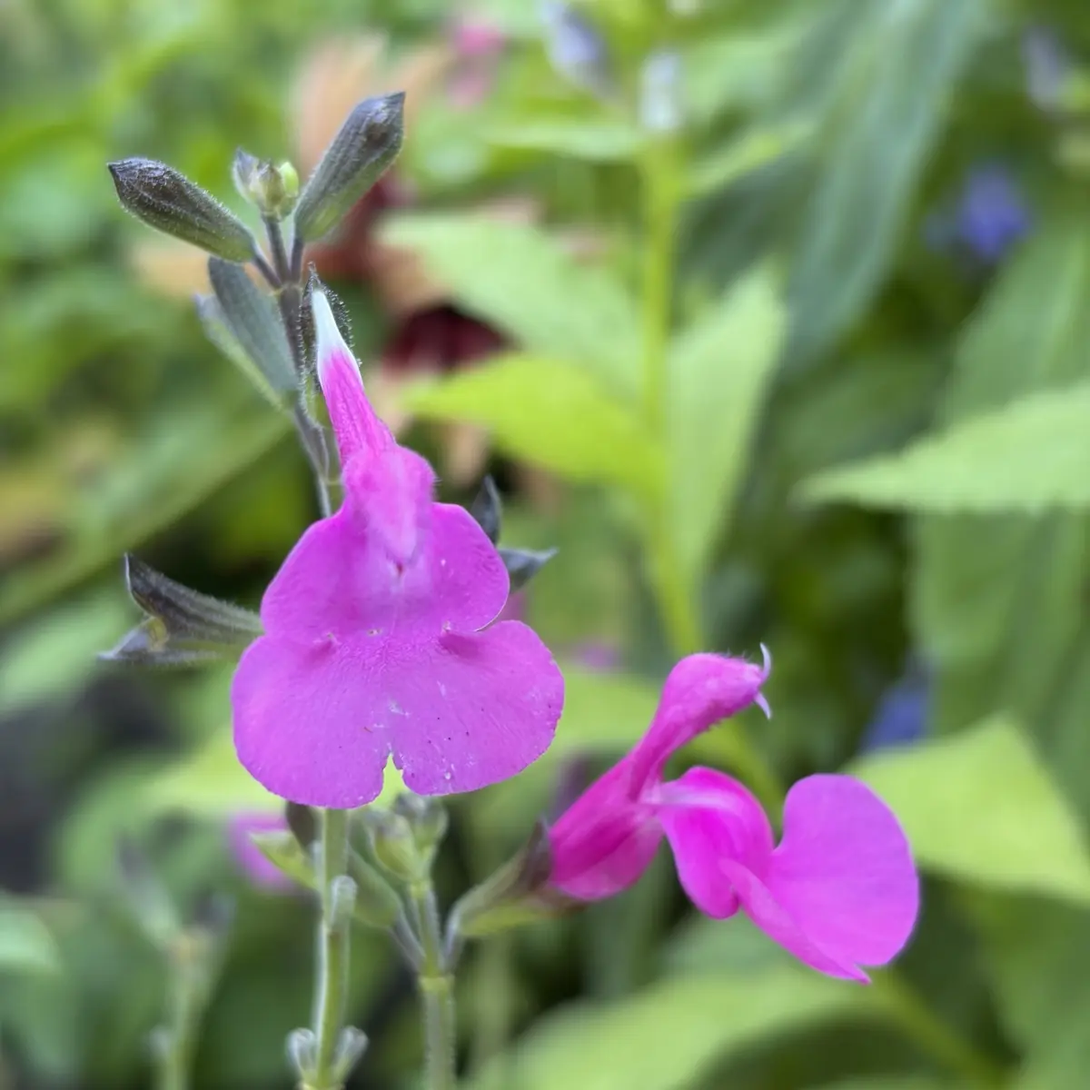 Salvia ‘Beeksterhof Purple Jess’ (Salie), magenta bloeiend