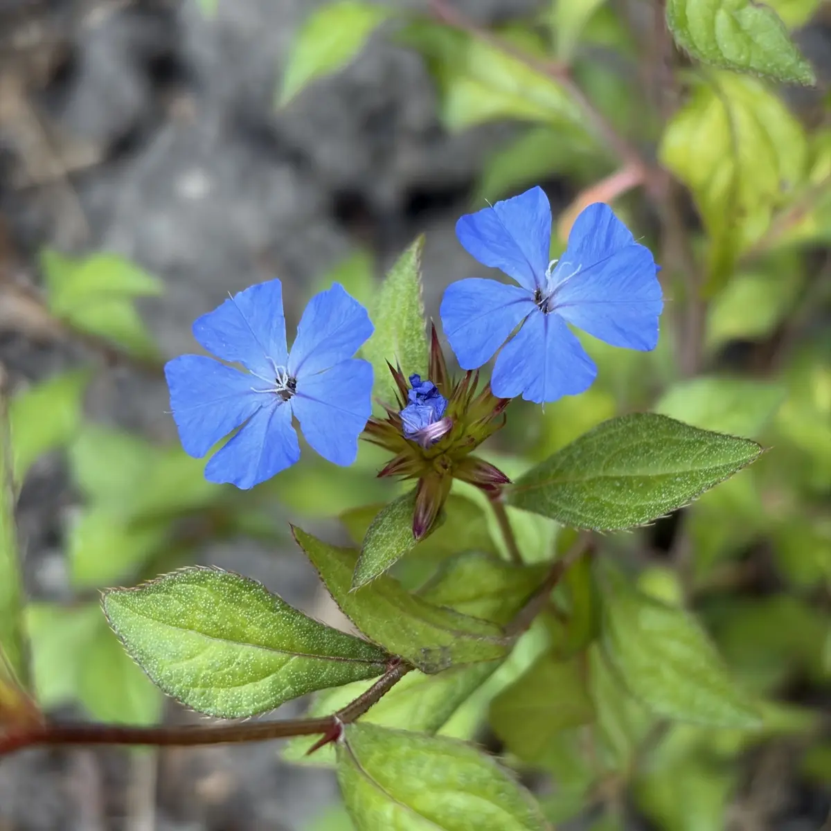 Ceratostigma willmottianum (Loodkruid), blauw bloeiend