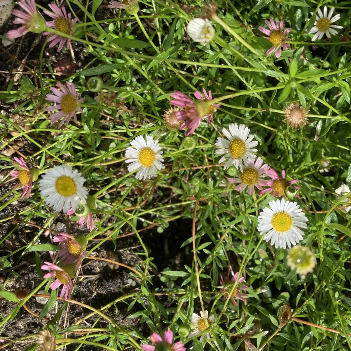 Erigeron karvinskianus (Fijnstraal), roze en wit bloeiend