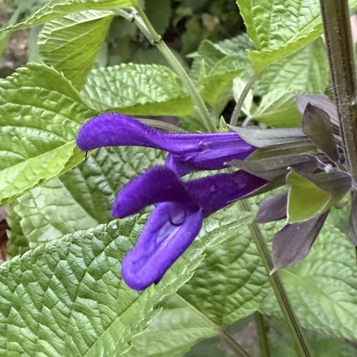 Salvia guaranitica var. purpurea (Salie), paars bloeiend