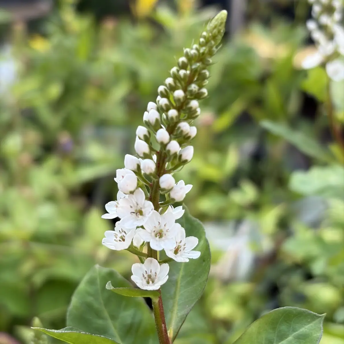Lysimachia fortunei ‘Candela’ (wederik), wit bloeiend