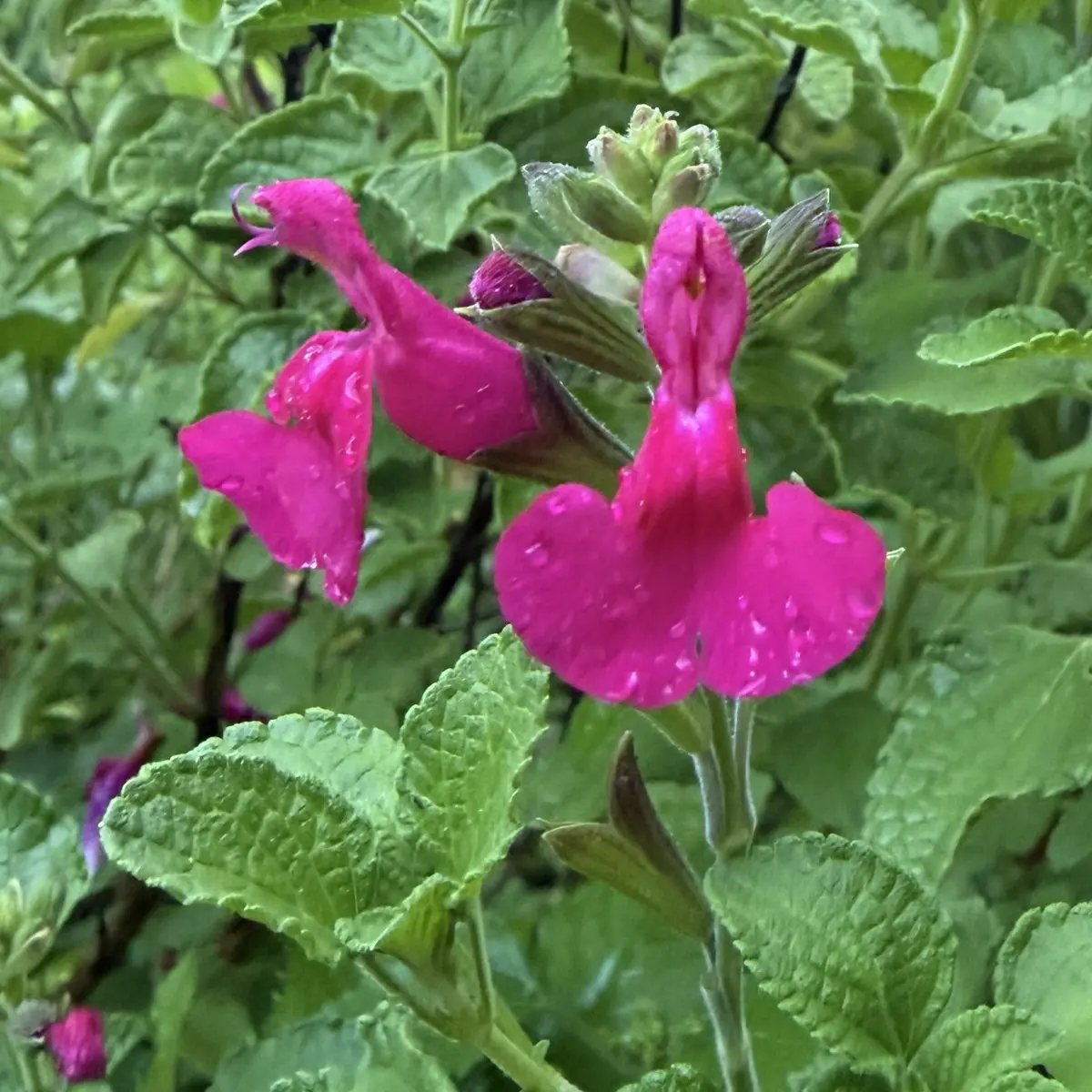 Salvia microphylla ‘Gourmandise’ (Salie), roze bloeiend