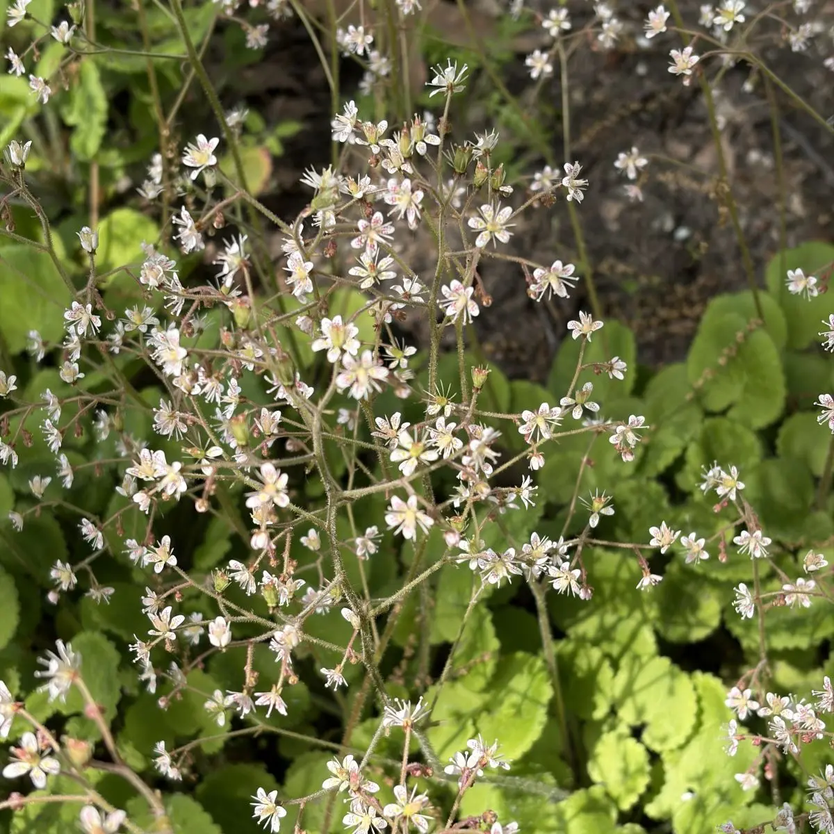 Saxifraga x geum (Schildersverdriet), wit bloeiend