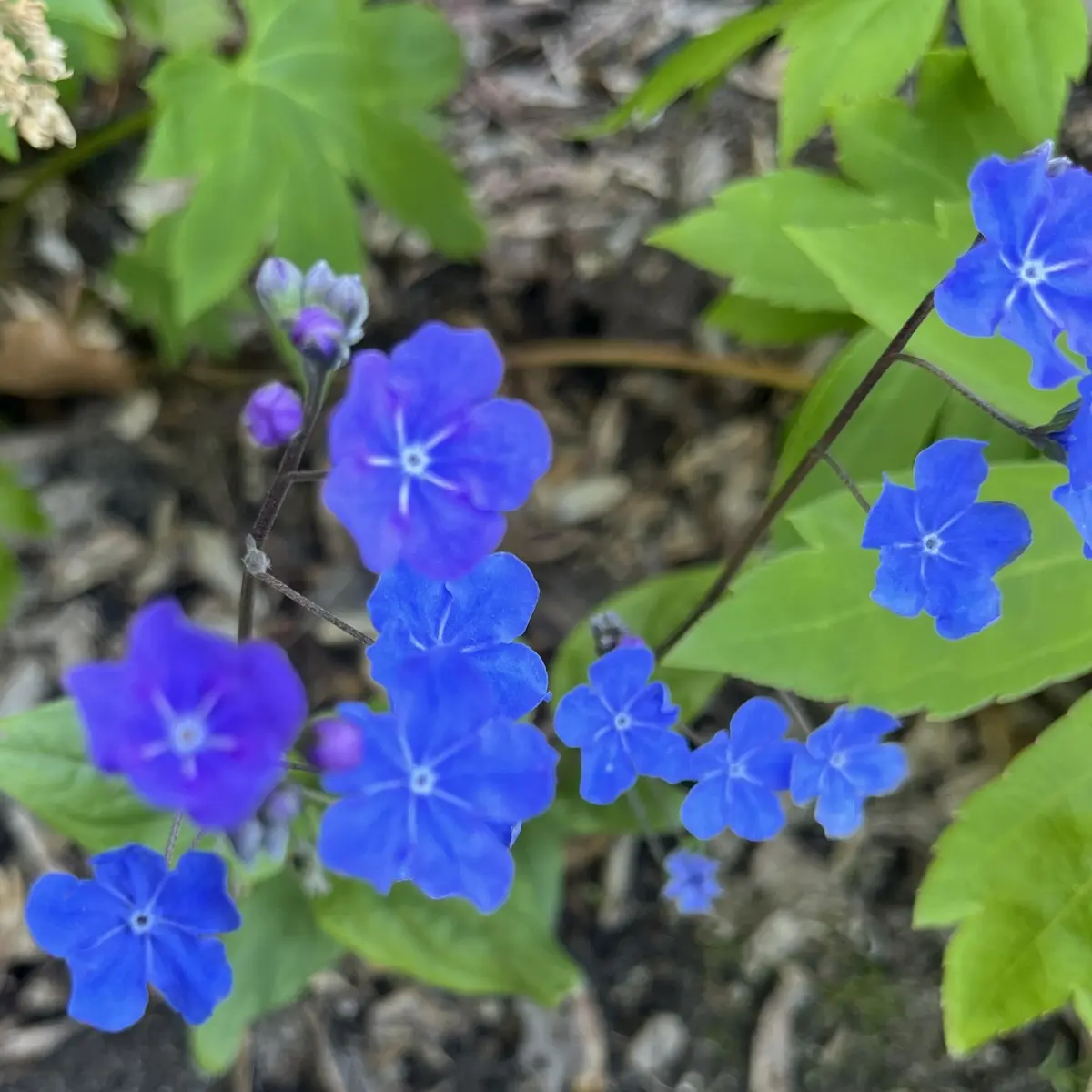 Omphalodes nitida (Vast vergeet-mij-nietje), blauw bloeiend