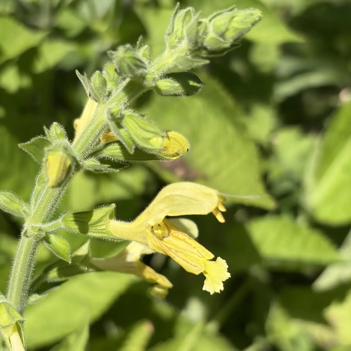 Salvia glutinosa (Kleverige salie), geel bloeiend