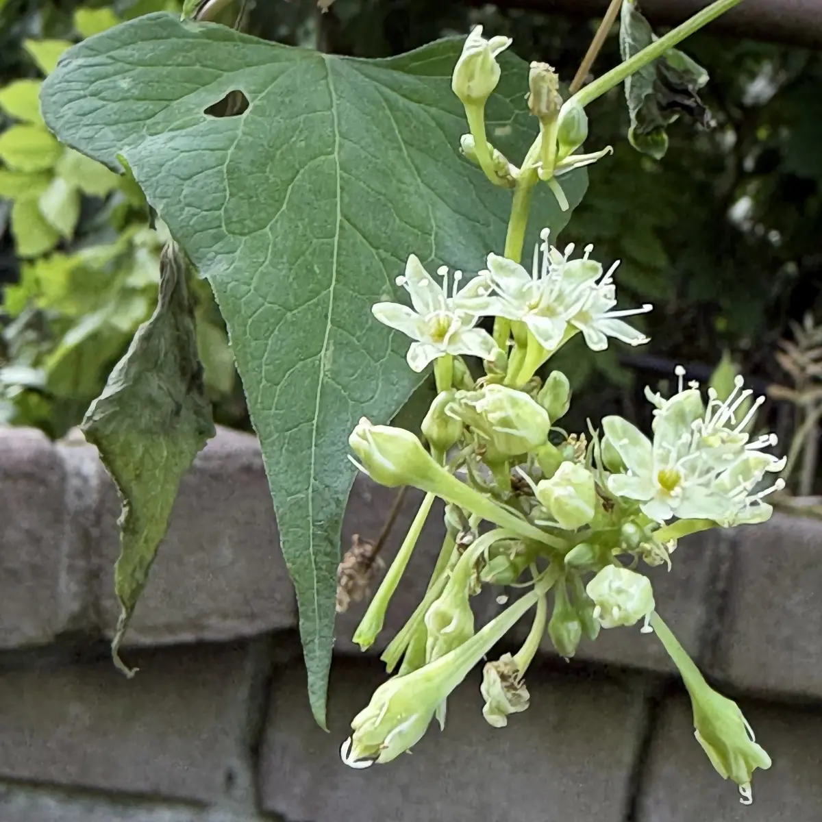 Pteroxygonum giraldii (Pteroxygonum), wit bloeiend
