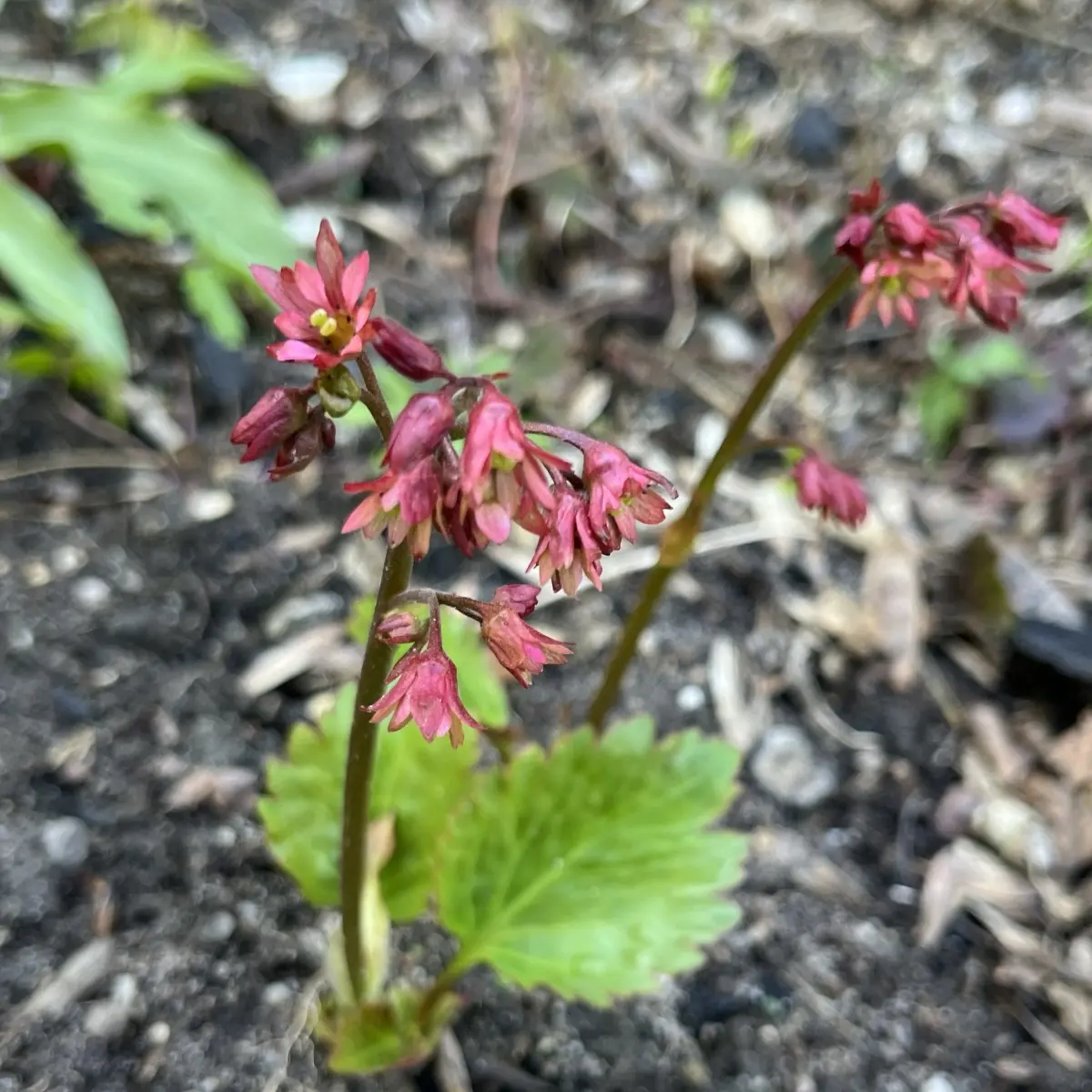 Mukgenia ‘Nova Flame’ (Mukgenia), rood bloeiend
