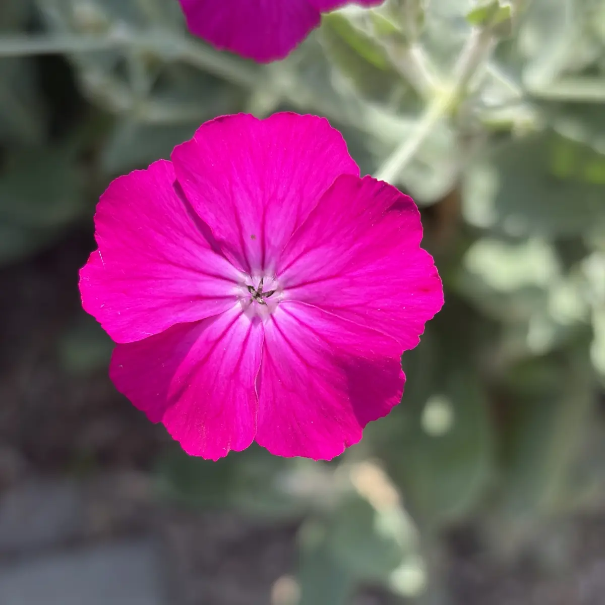 Lychnis coronaria (Prikneus), roze bloeiend