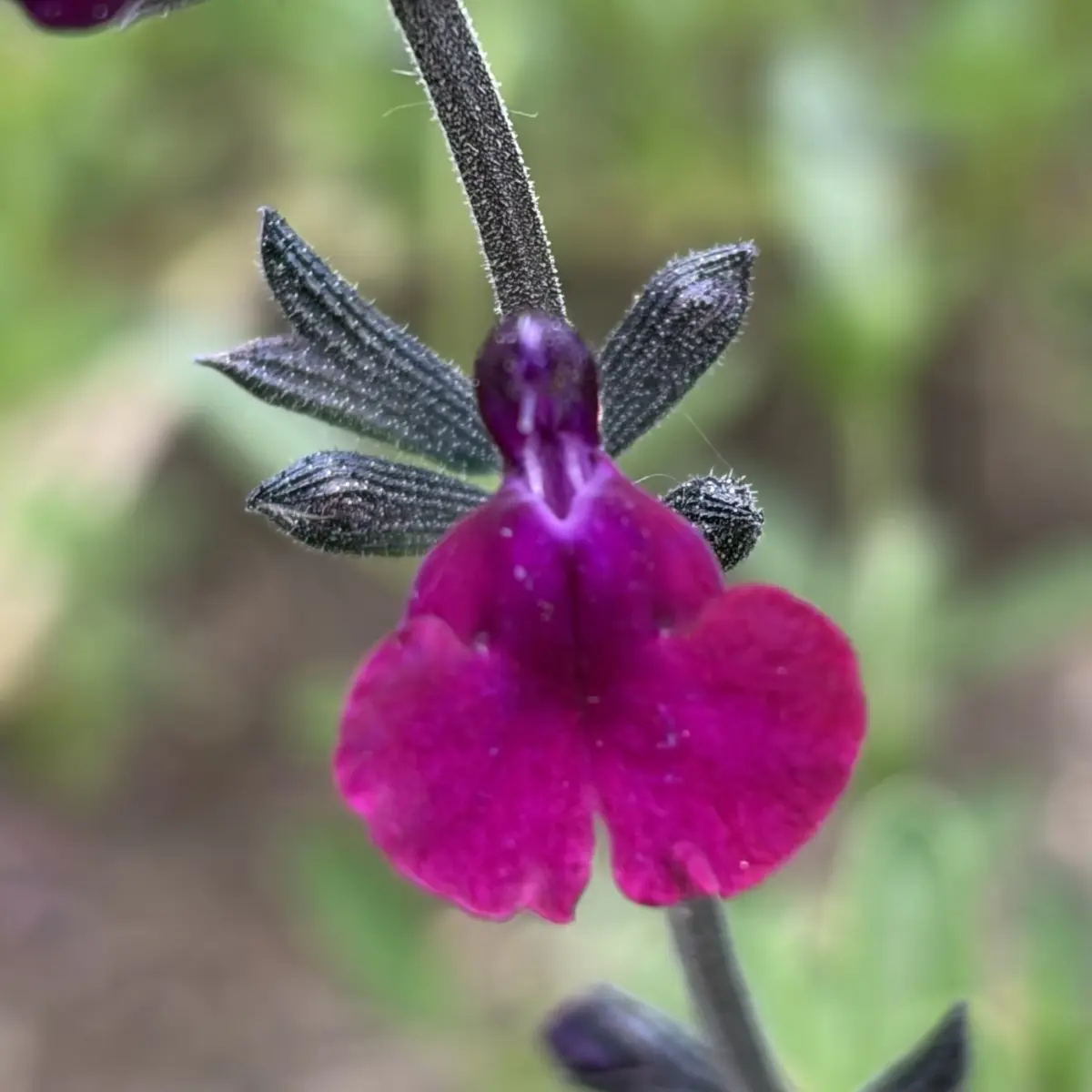Salvia greggii ‘Viola’s Darling’ (salie), paarsrood bloeiend