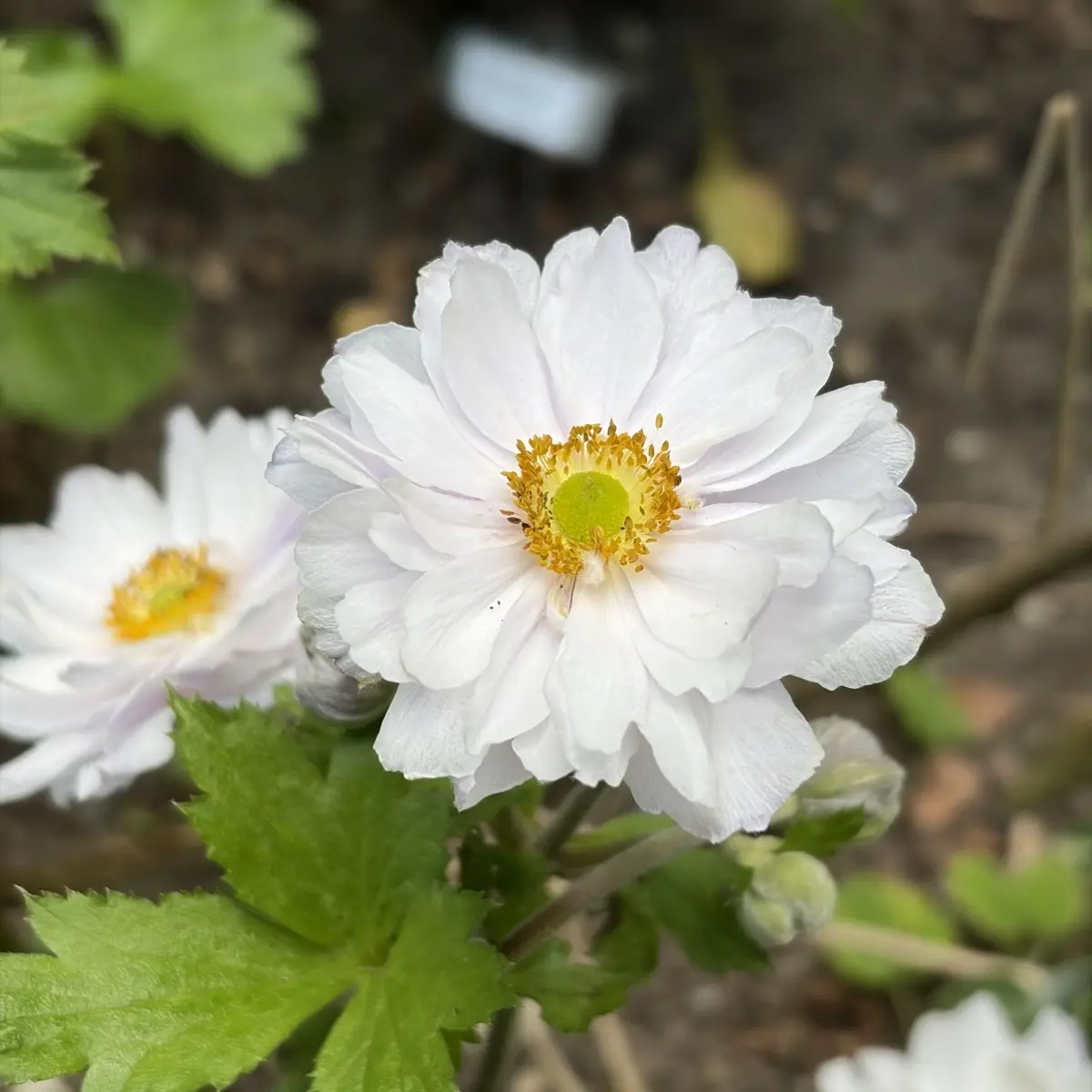 Anemone ‘Frilly Knickers’ (Anemoon), zacht wit roze lila bloeiend