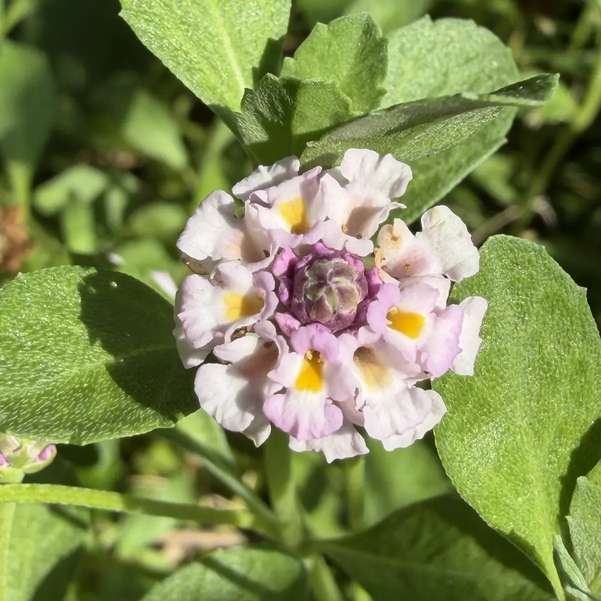 Lippia nodiflora (Kruipende verbena citroen), lilapaars bloeiend