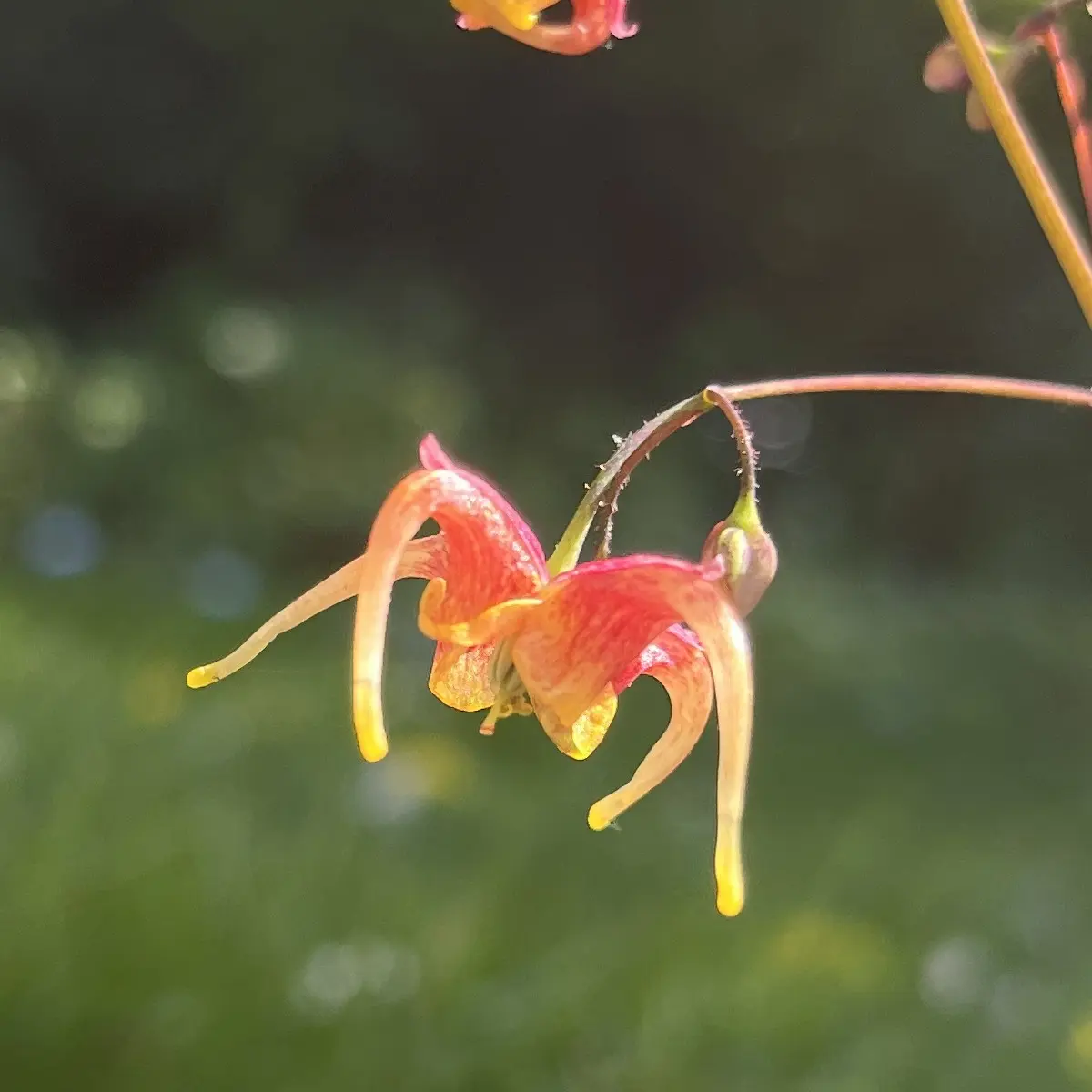 Epimedium x omeiense ‘Akame’ (Elfenbloem), rood bloeiend