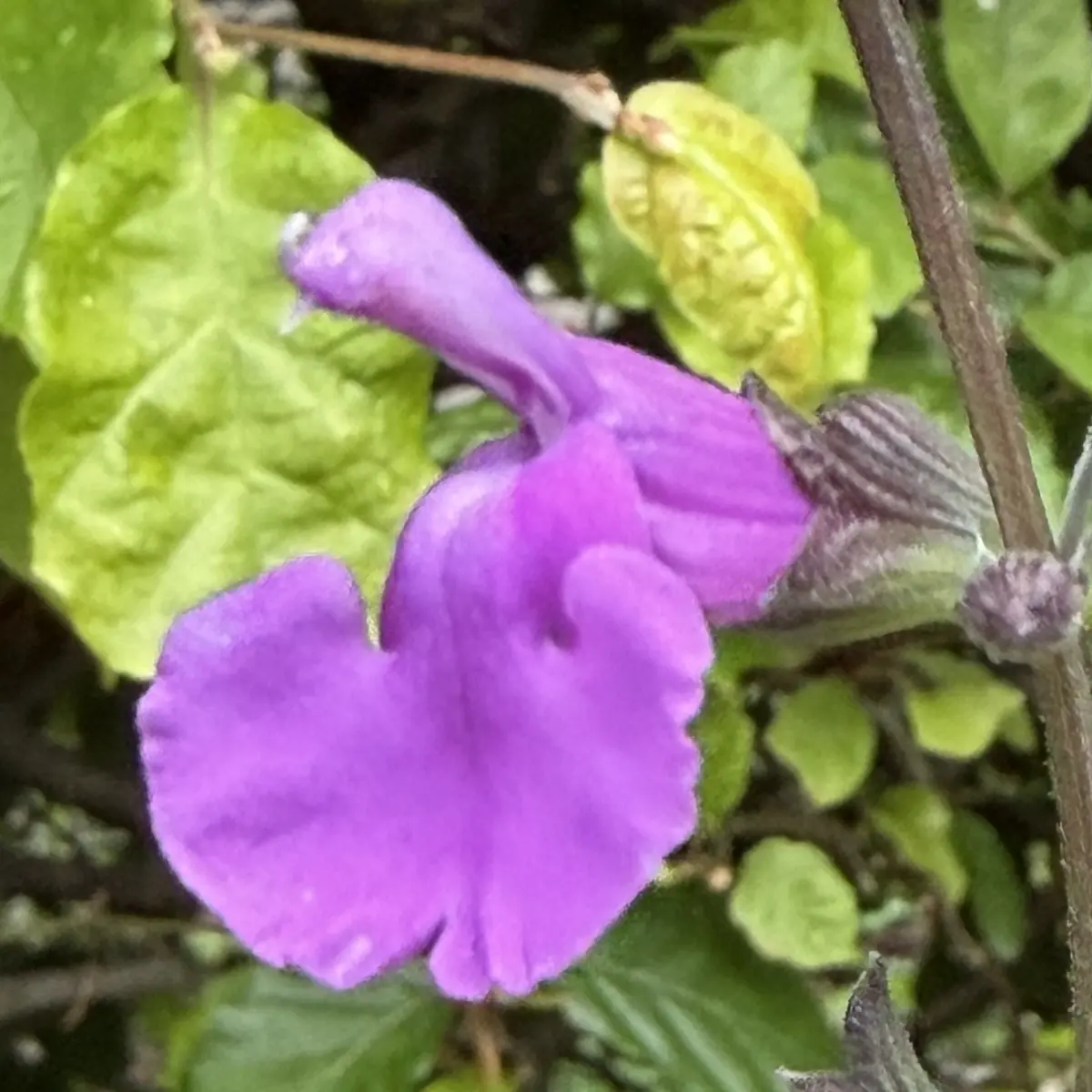 Salvia microphylla ‘Lilac Dream’ (Salie), lilapaars bloeiend