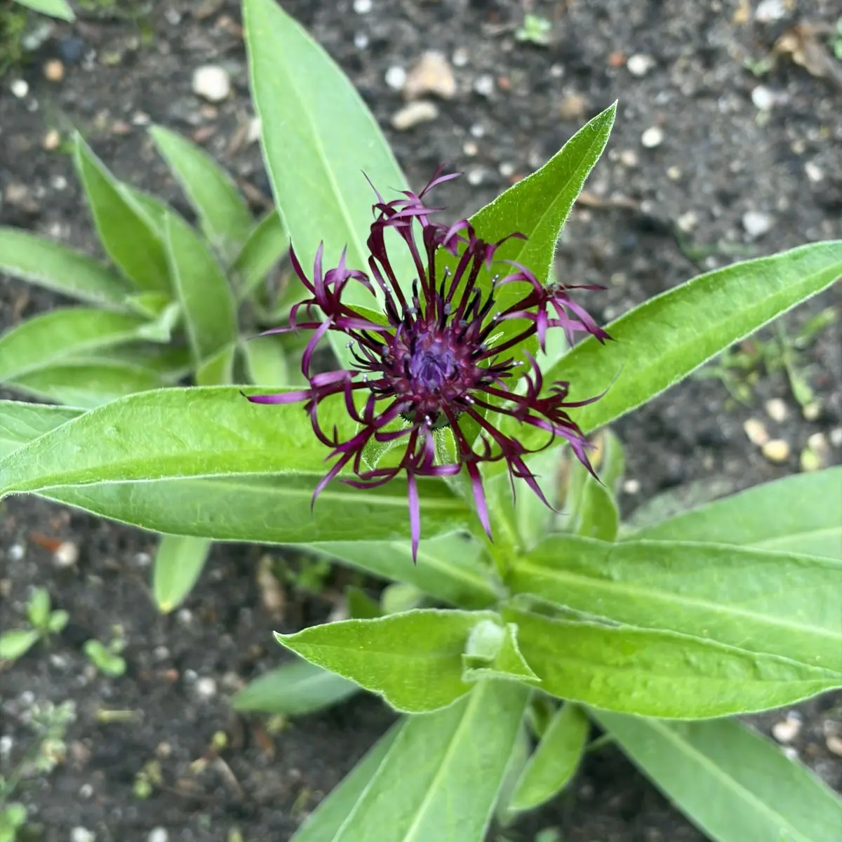 Centaurea montana ‘Jordy’ (Bergkorenbloem), paars bloeiend