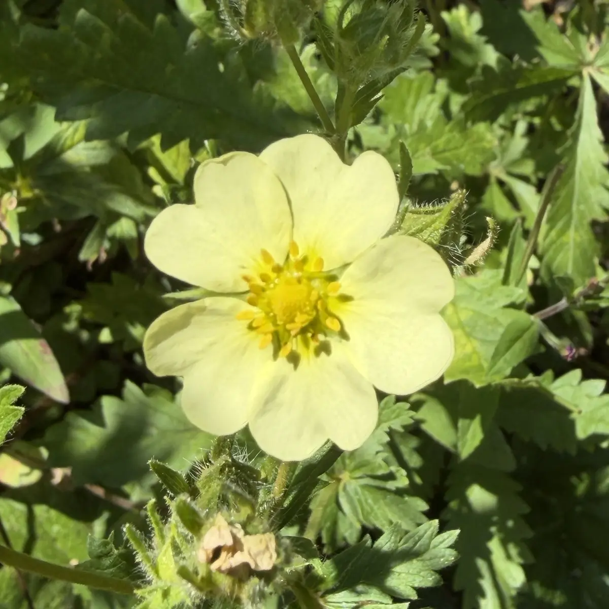 Potentilla recta 'Sulphurea' (Ganzerik), lichtgeel bloeiend
