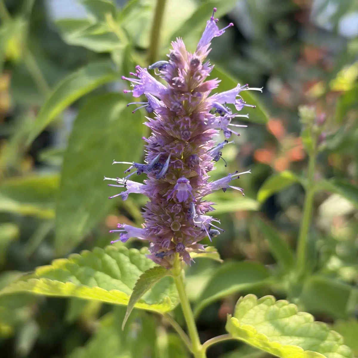 Agastache ‘Blue Boa’ (Dropplant), lilapaars bloeiend