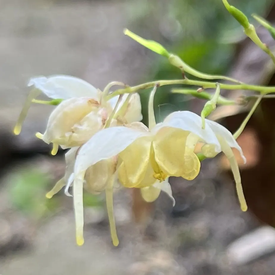 Epimedium wushanense ‘Spiny Form’ (Elfenbloem), wit en botergeel bloeiend