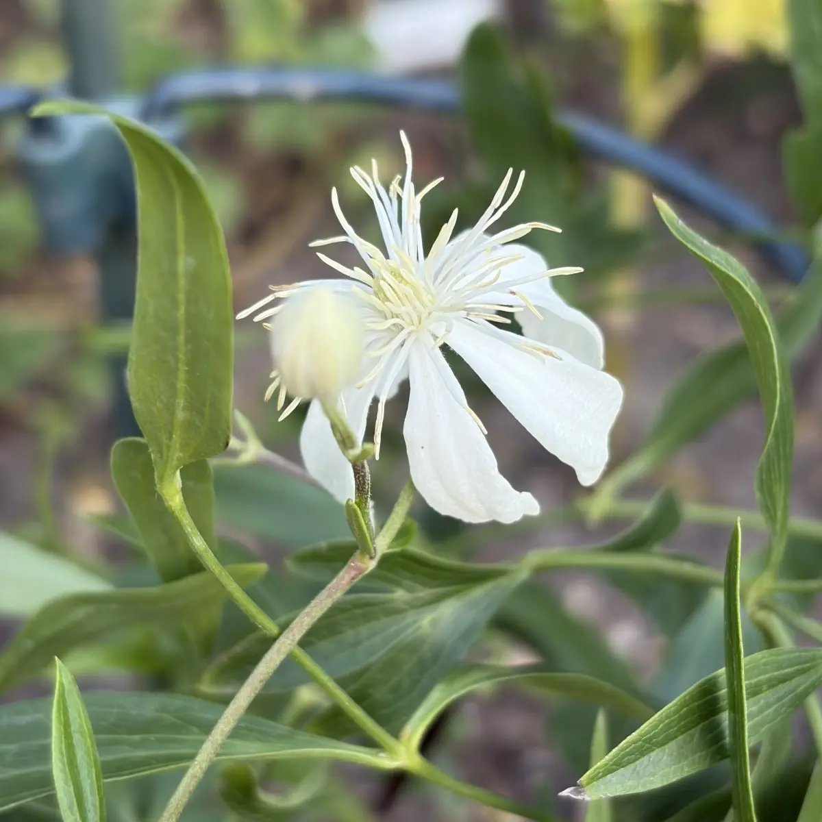 Clematis hexapetala ‘Mongolian Snowflake’ (Bosrank), wit bloeiend