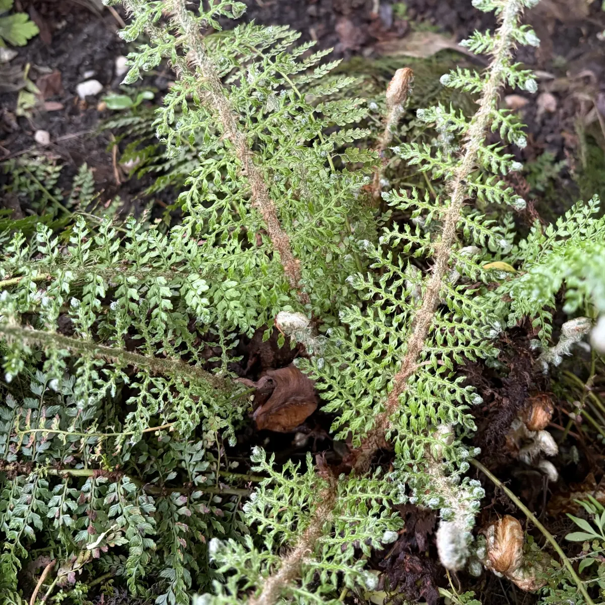 Polystichum setiferum ‘Divisilobum Wollaston’ (Niervaren), groen bloeiend