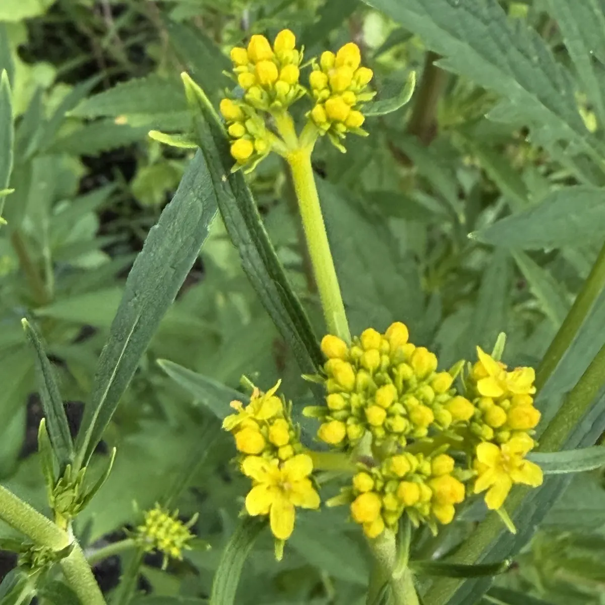 Patrinia monandra (Goudvaleriaan), zachtgeel bloeiend