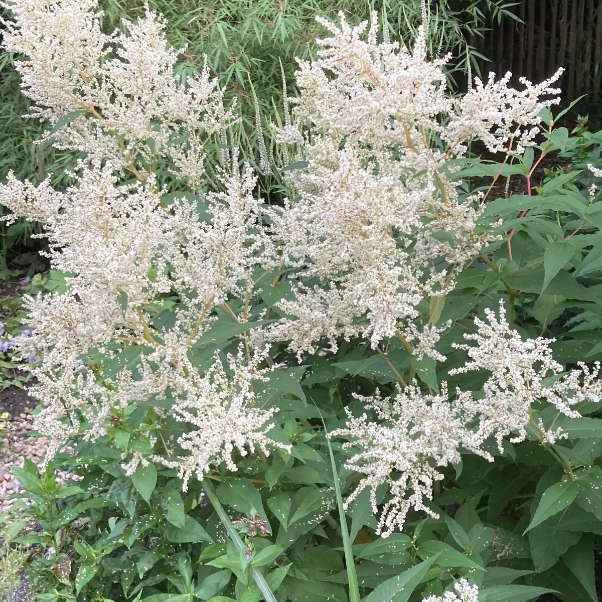 Persicaria polymorpha (Duizendknoop), wit bloeiend