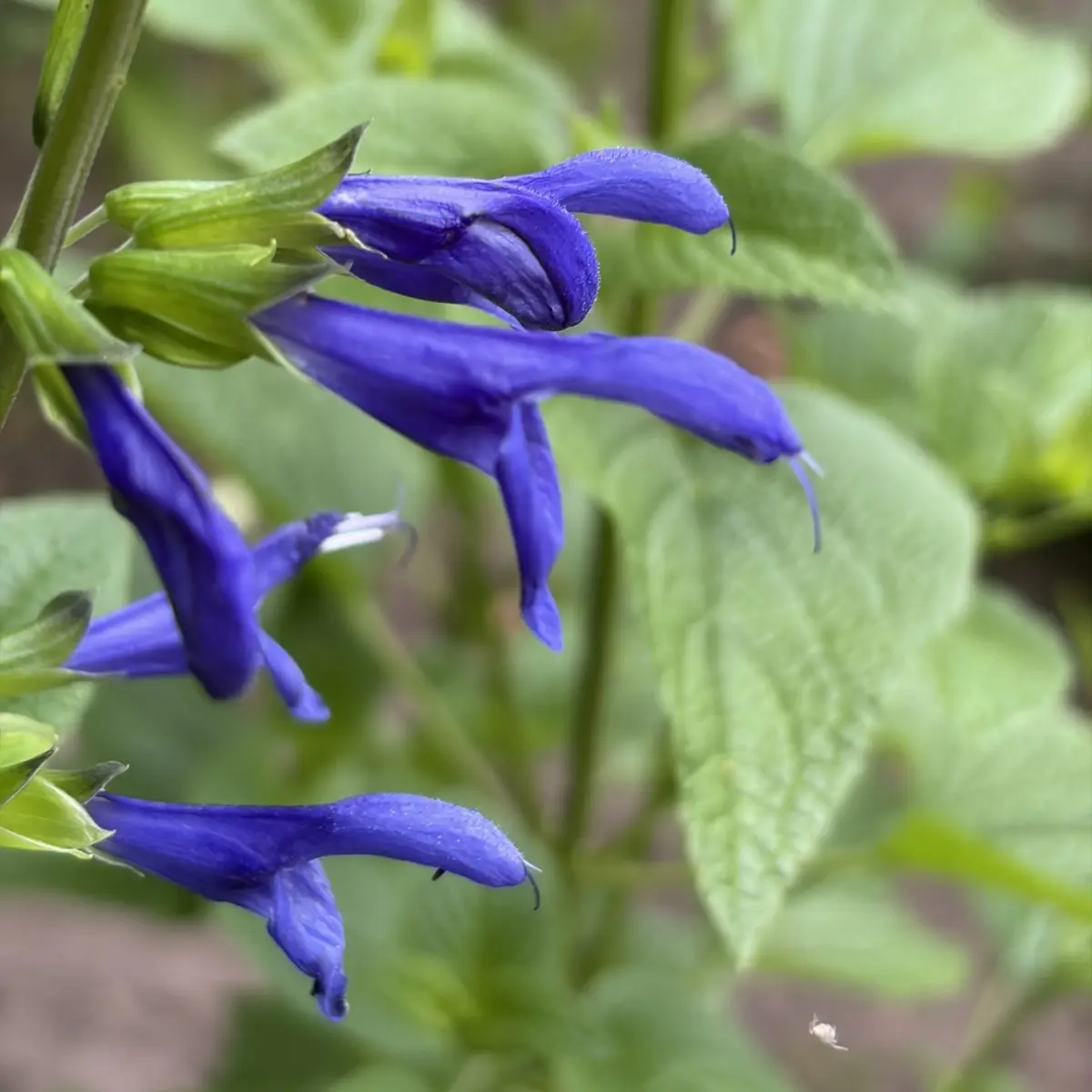 Salvia guaranitica ‘Blue Enigma’ (Salie), blauw bloeiend