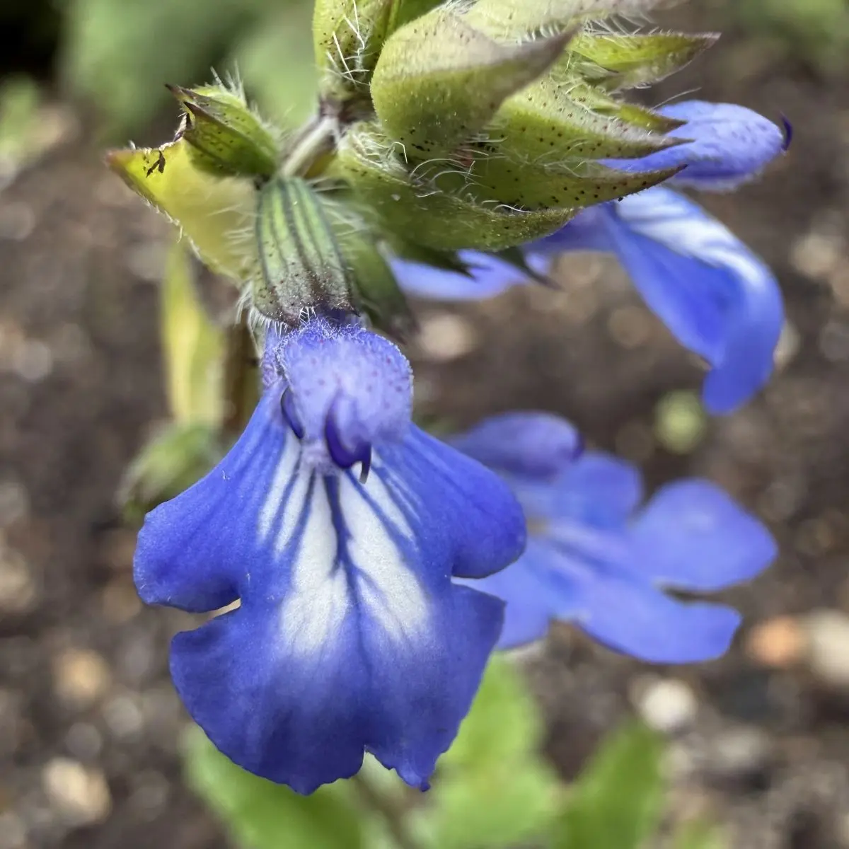 Salvia forreri (Salie), blauw en wit bloeiend