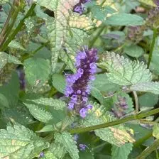 Agastache rugosa ‘Little Adder’ (Dropplant), violetblauw bloeiend