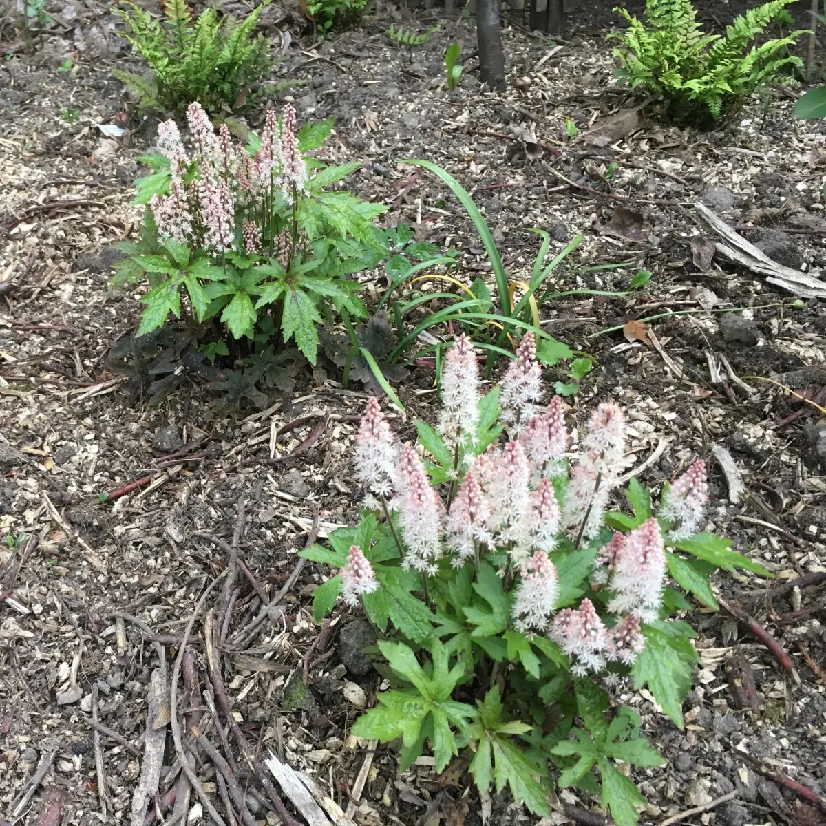 Tiarella 'Pink Skyrocket' (Schuimbloem), wit bloeiend